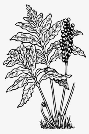 Outline, Cartoon, Fern, Little, Plant, Ferns, Bush - Fern Clip Art