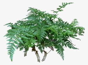 A Rabbit's Foot Fern Is A Lovely Compact Fern That - Houseplant