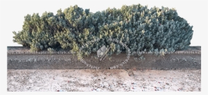 17354 Shrub Hedge Cut-out Texture Seamless - Hedge