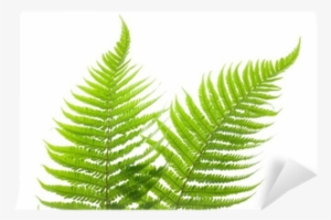 Ostrich Fern