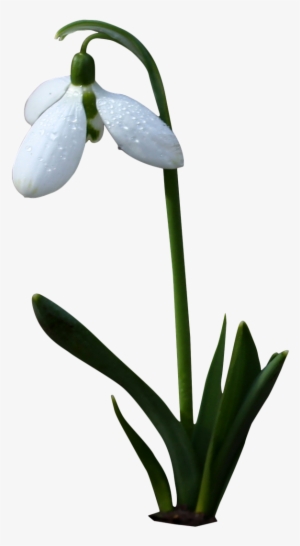 Bell White,flower,white Flower,spring,wild Flower,bells,png - Flori De Primavara Png