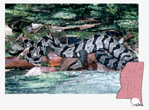 Canebrake Rattlesnake - Cottonmouth