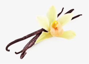 Vanilla