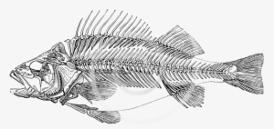 Zazzle Vintage Perch Fish Skeleton - Fishes Template