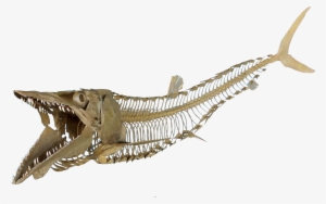 Cimolichthys Nepaholica - Fish Skeleton Transparent Png