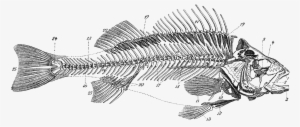Fishes Skeleton Bone Anatomy Dead Transprent Png - Fisch Skelett Beschriftet