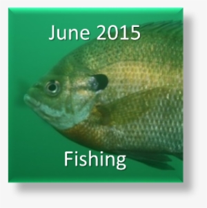 They Have An Internal Skeleton For Support And Protection - Going Concern