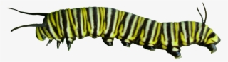 Caterpillar Png Pic - Caterpillar To Butterfly Png