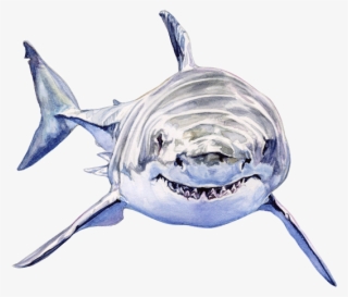 Animated Gif For Cape &amp - Animated Transparent Shark Gif
