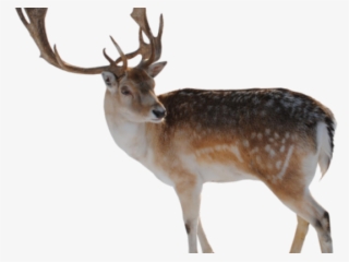 Deer Png Transparent Images - Difference Between A Caribou