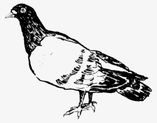 Twinkle Toes - Russian Imperial Stout