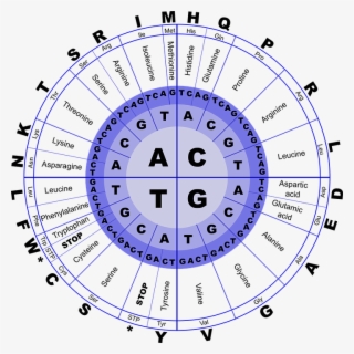 Read These Articles For An Overview Of Genetics And - Amino Acid Translation