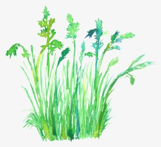 Water Green Rice Transparent Decorative - Portable Network Graphics