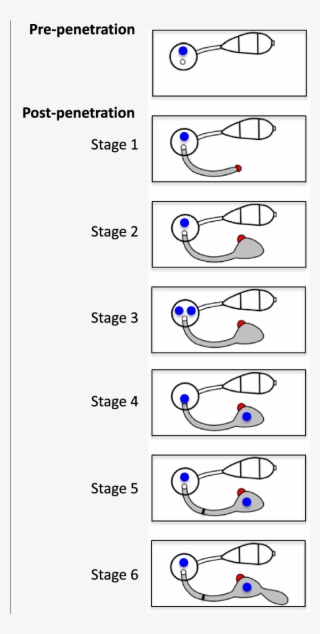 Schematic Diagram Of Early Post Penetration Growth - Diagram