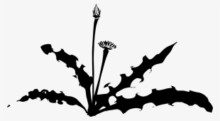 Dandelion Silhouette