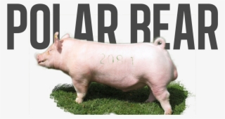 Post Navigation - Polar Bears And Pigs