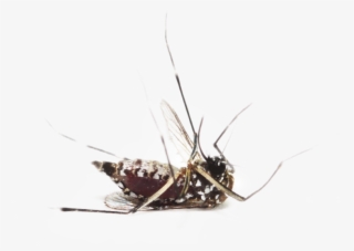 Mosquito Png, Download Png Image With Transparent Background,