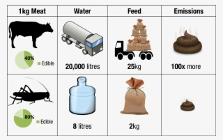 Jj Bug Shack Environment Infographic2 - Insect Vs Cow