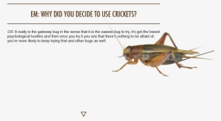 Next Issue - Grasshopper