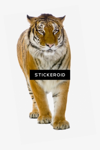 Tiger Tigers - Tiger Front View