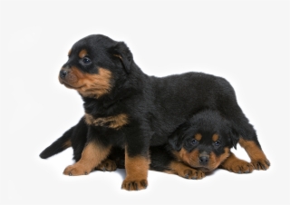 Rottweilers Have A Box Like Jaw, A Broad Snout And - Dog