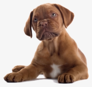Dog Clipart Png - Brown Dog Png