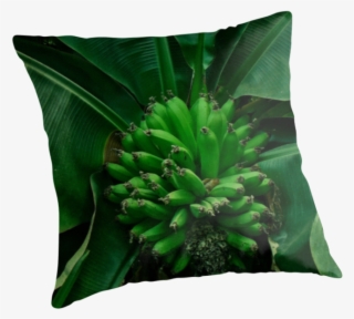 Our Local Garden Center Was Showing Their Little Banana - Nissan Skyline