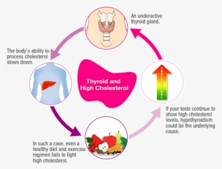 Picture Of A Fat Person - Thyroid And Cholesterol
