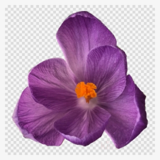 Download Flower Tumblr Transparent Clipart Flower Bouquet - Flower On Clear Background