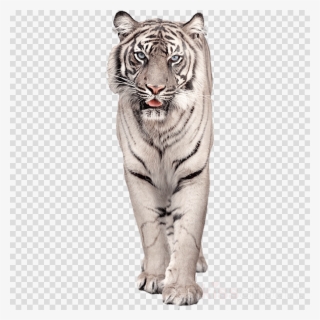 Download White Bengal Tiger Png Clipart Bengal Tiger - Tube Bébé Tigre Blanc