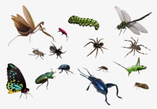 Bug By Mariasemelevich Pluspn - Ultimate Factivity Collection: Bugs - Trade Paperback