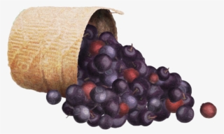 Basket - Ethnobiology