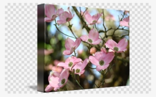 Pink Dogwood Tree Clipart Floral Design Flowering Dogwood