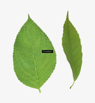 Green Leaf Leaves - Ulmus Alata