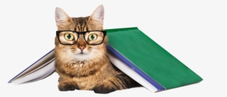 Career Res1 - Cat Training: The Definitive Step By Step Guide To