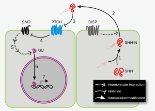 Open - ヘッジ ホッグ シグナル 伝達 経路