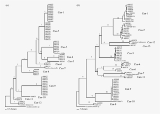 Parsimony Trees For Canthon, As In Figure - Canthon