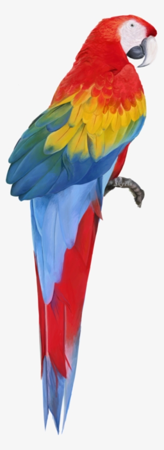 Macaw Free Download Png - Macaw Png