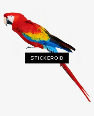 Colorful Parrots Parrot - Clip Art