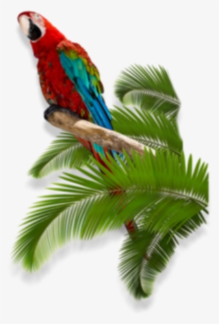 Fbtwpi - Macaw