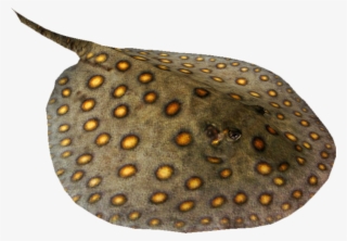 Sting Ray Png