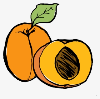Apricot