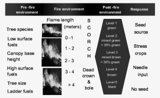 The Tree Burn Severity Classification Links Flame Length - Conceptual Model