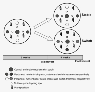 Schematic Representation Of The Experimental Design - Design Of Experiments