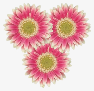 Florist Holland - Transvaal Daisy