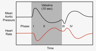 Hemodynamics Of A Valsalva Maneuver - Valsalva Phases