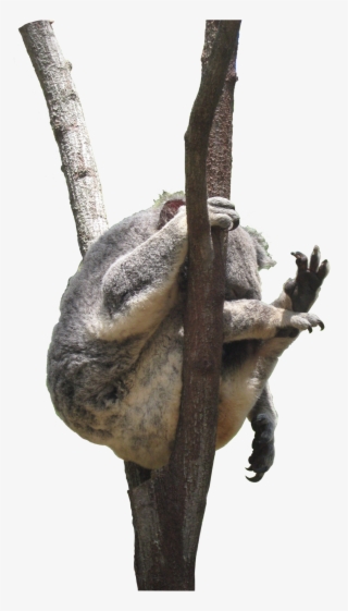 Com Koala In Tree Png Stock By Jojo22 - Png Stock Image Of Tree