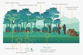 To Agroforestry Inside Farms - Agroforestry Png