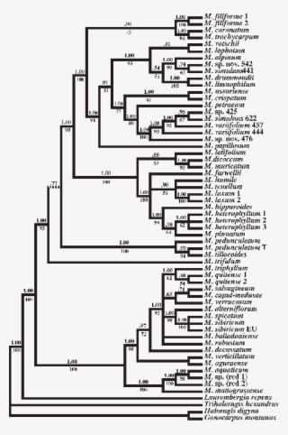 Phylogenetic Relationships In Myriophyllum As Indicated - Diagram