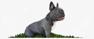 Violet Is A Blue Brindle And White Mini French Bulldog - Blue French Bulldog Png